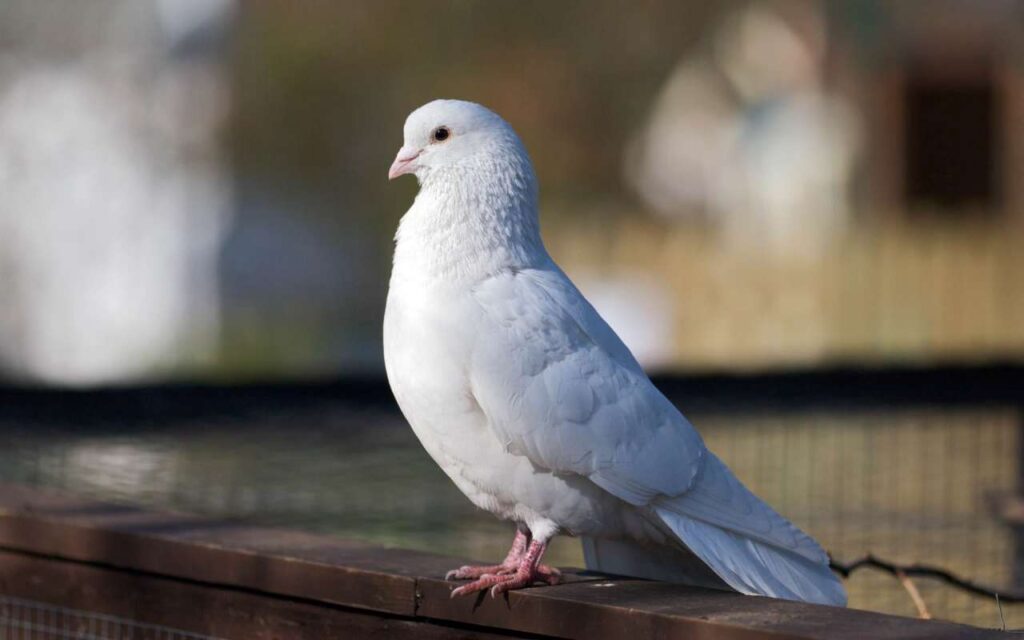 Интересные факты о голубях