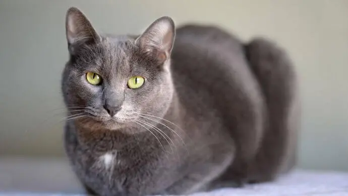 корат