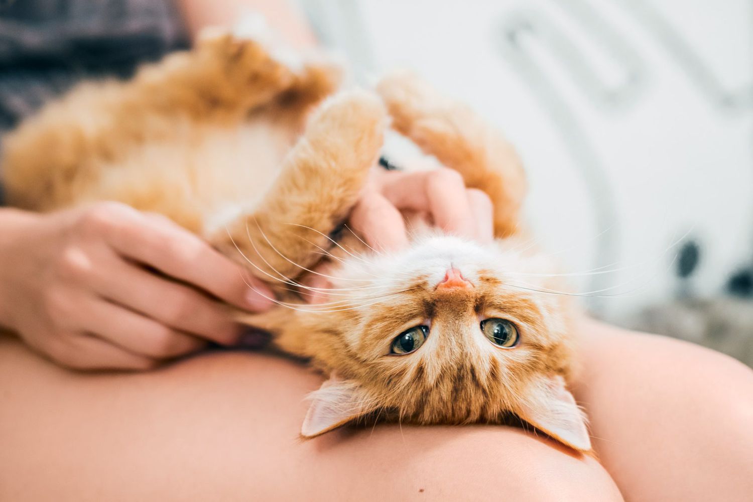 цікаві факти про котів