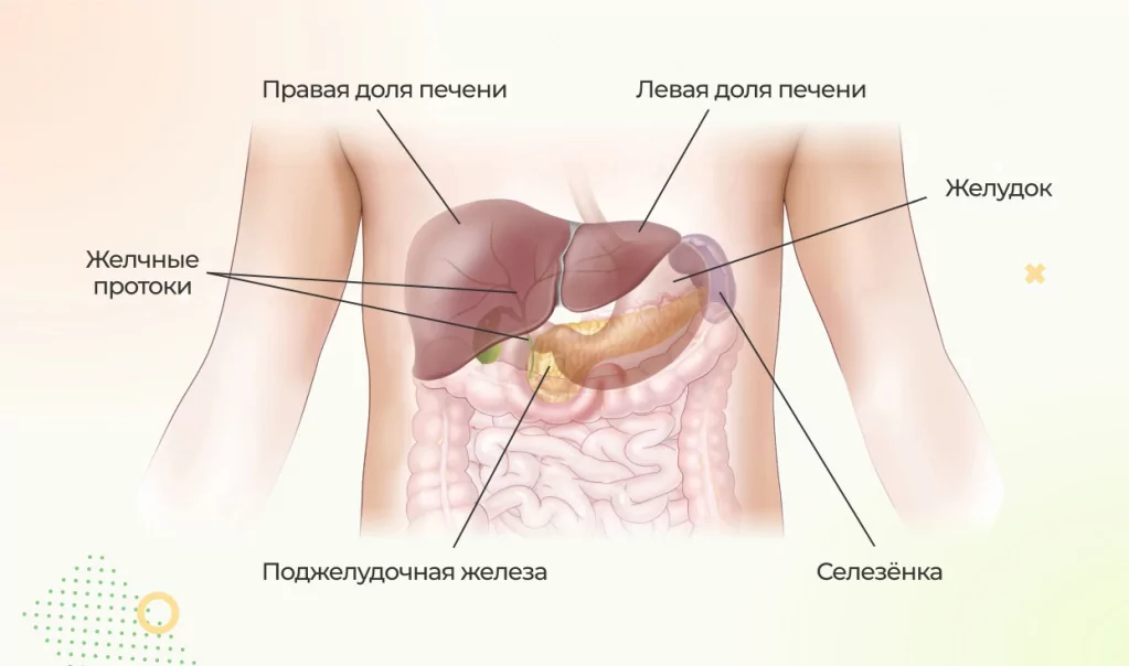Третій палець ноги - шлунок і селезінка