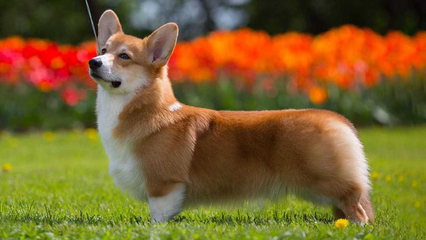Скільки живе Коргі